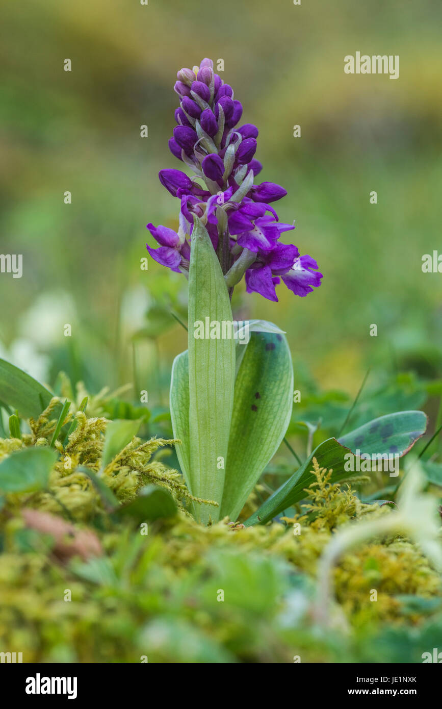 Spotted Orchis [Dactylorchis maculate] Stock Photo