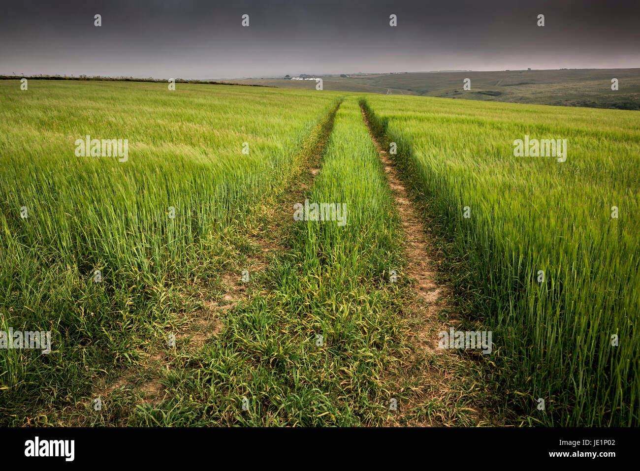A crop growing in a field on West pentire in Newquay, Cornwall. Stock Photo