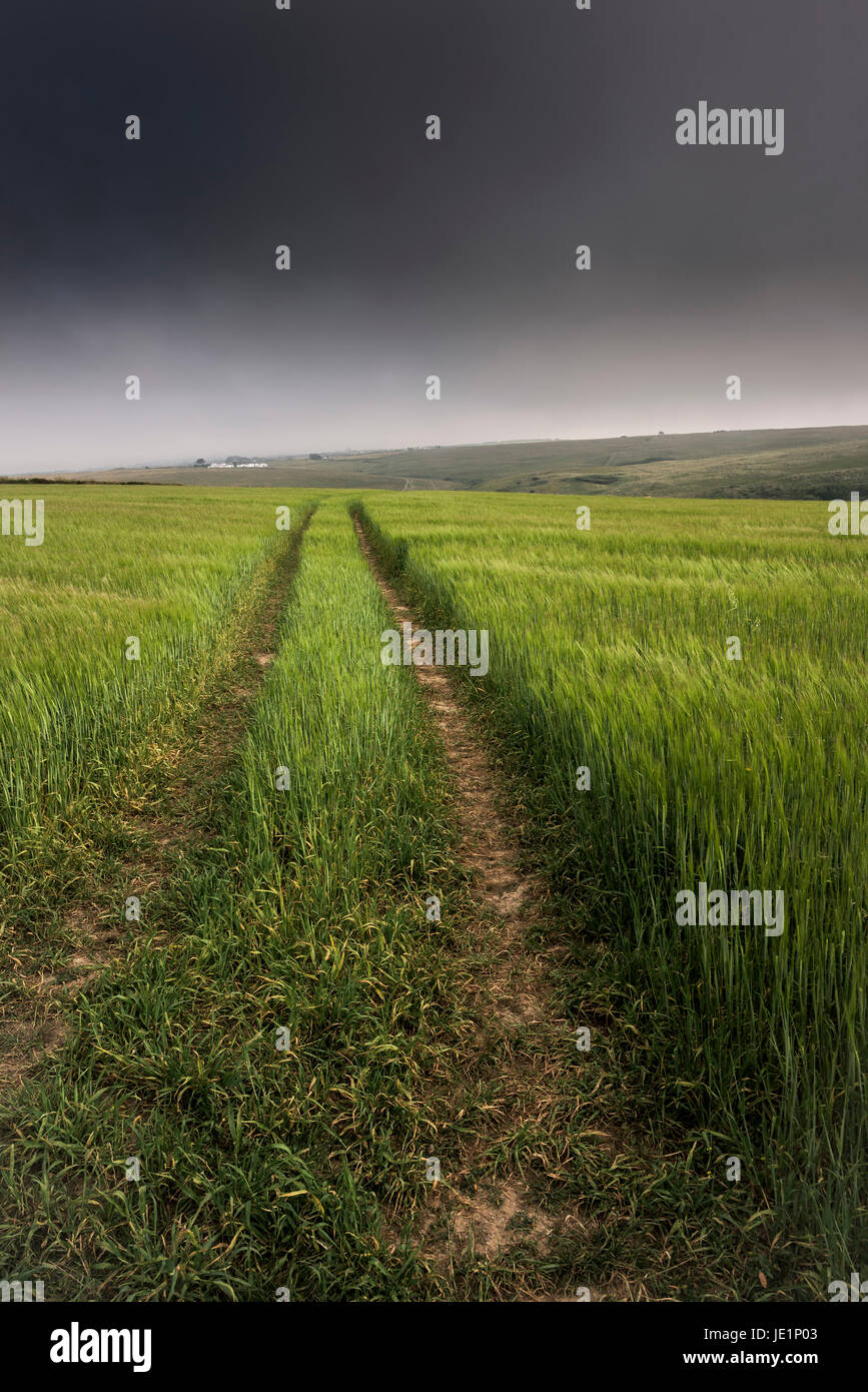A crop growing in a field on West Pentire; Newquay, Cornwall. Stock Photo