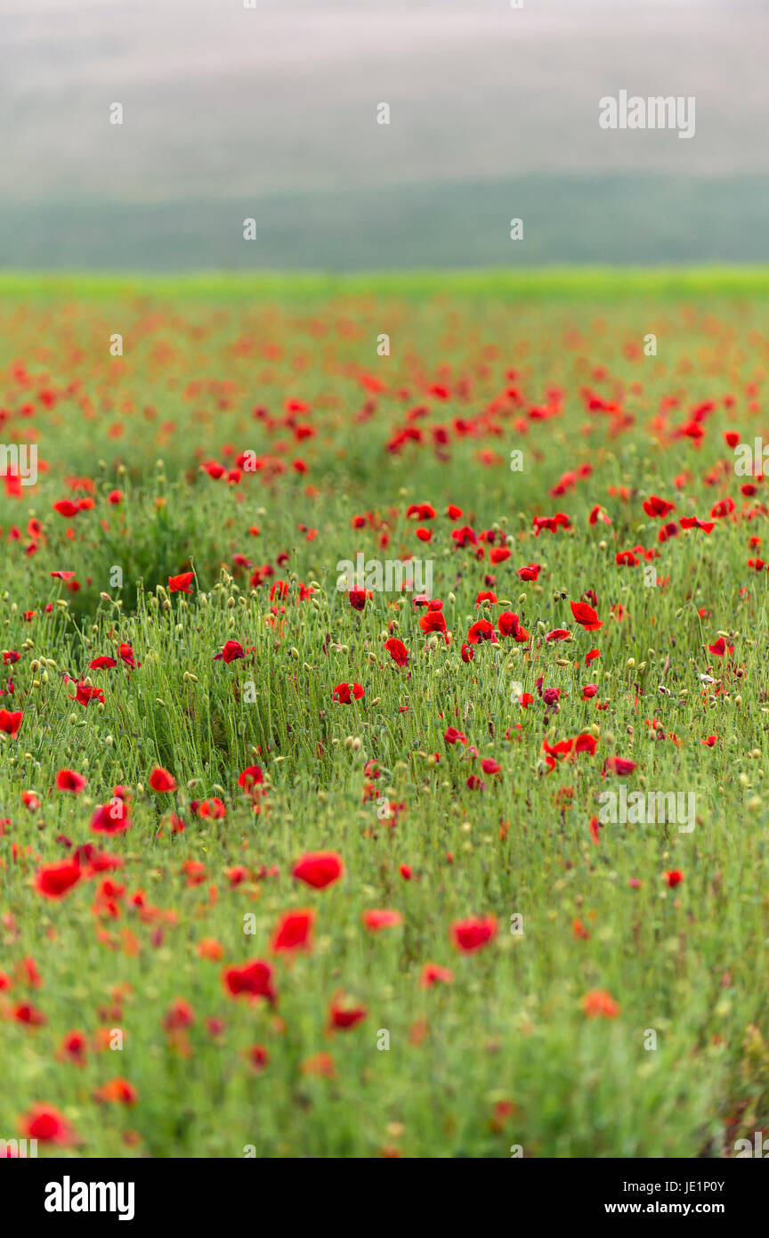 A field of wild red poppies on West Pentire in Newquay, Cornwall. Stock Photo