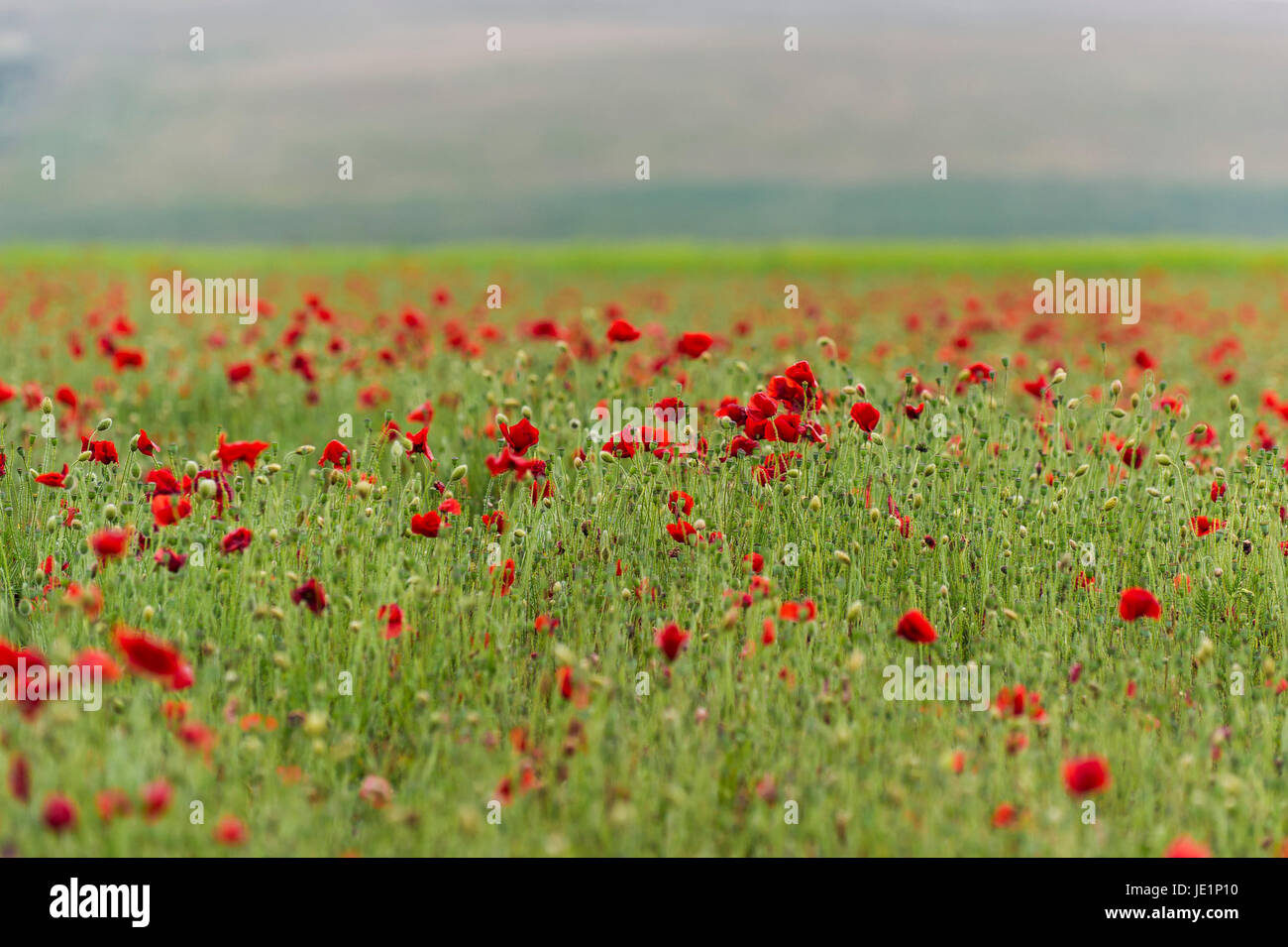 A field of wild red poppies on West Pentire in Newquay, Cornwall. Stock Photo