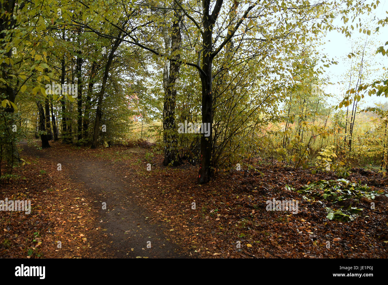 Golden autumn. Forest in the fog. Road covered with leaves Stock Photo ...