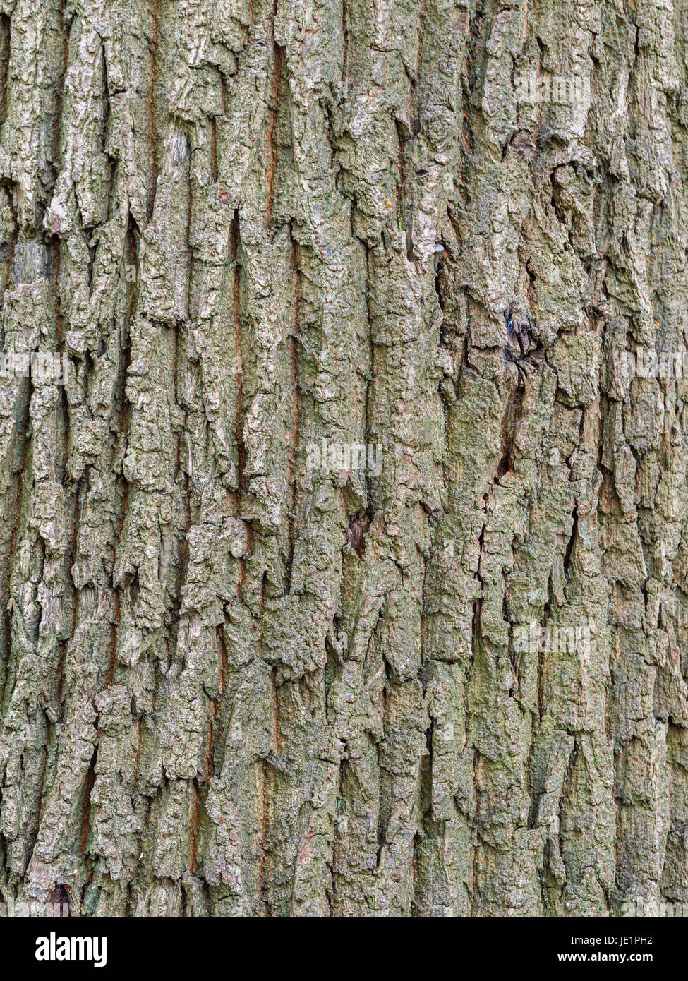Texture of tree bark, background pattern in portrait format. Stock Photo