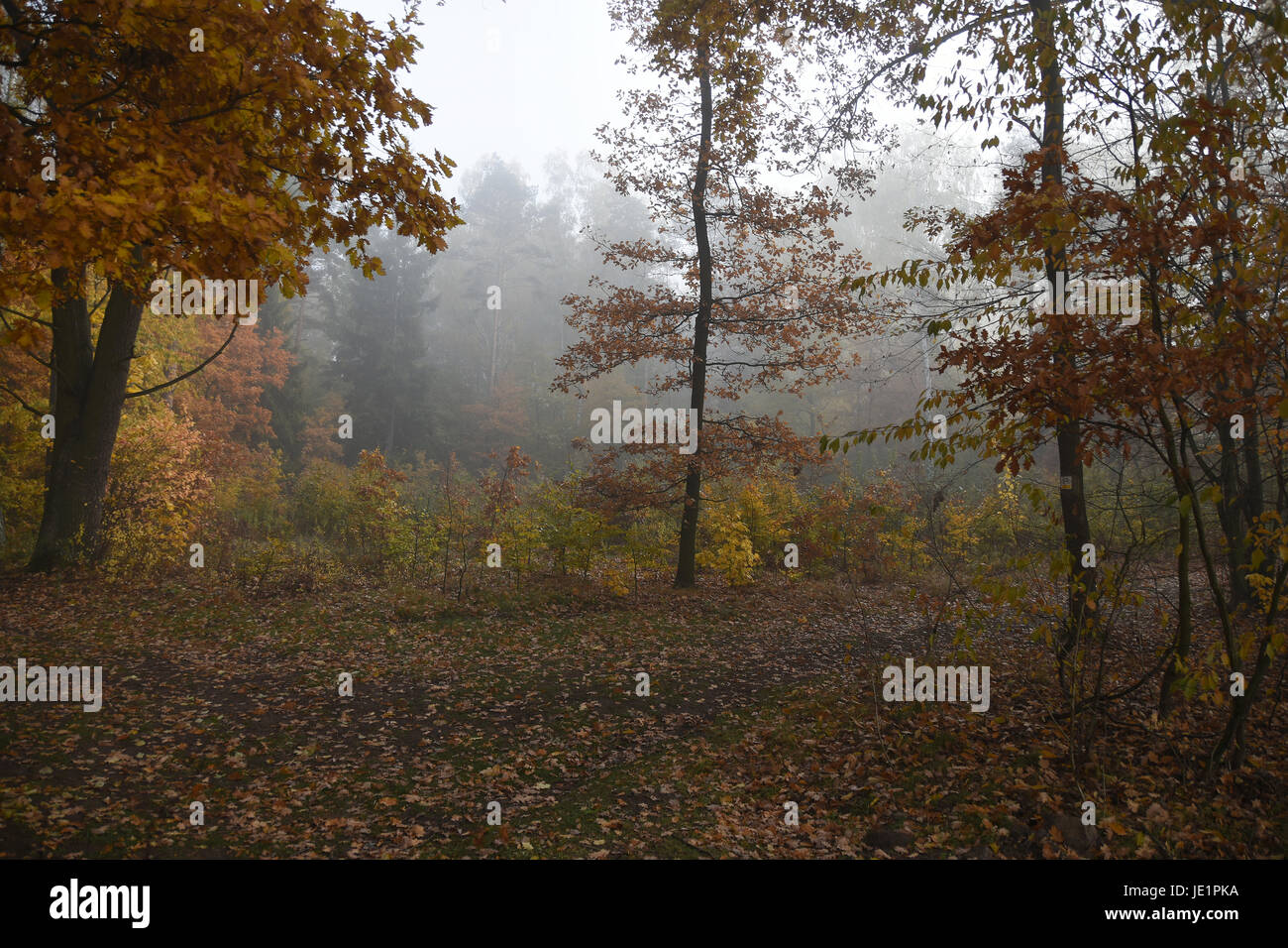Golden autumn. Forest in the fog. Road covered with leaves Stock Photo ...