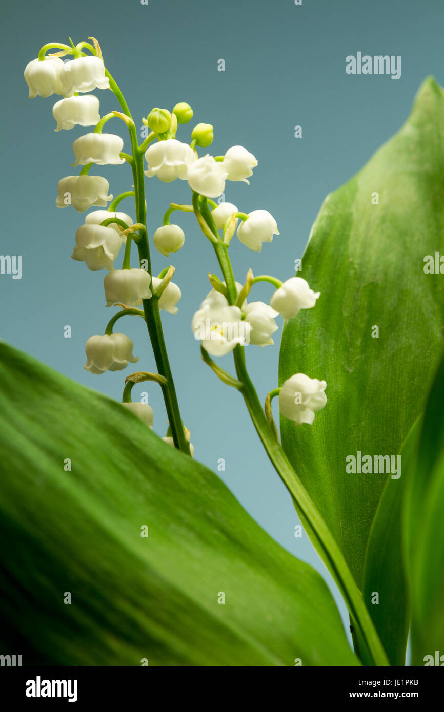 Muguet hi res stock photography and images Alamy
