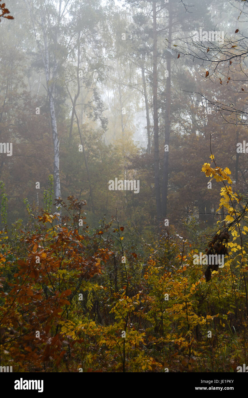 Golden autumn. Forest in the fog Stock Photo - Alamy