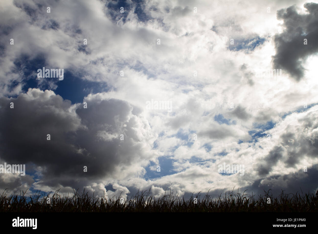 overcast sky over a corn field Stock Photo