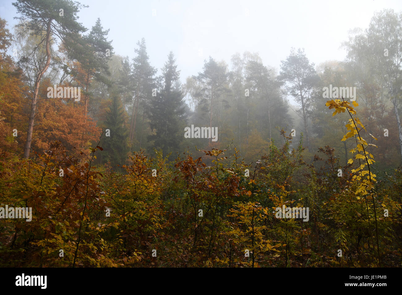 Golden autumn. Forest in the fog Stock Photo - Alamy