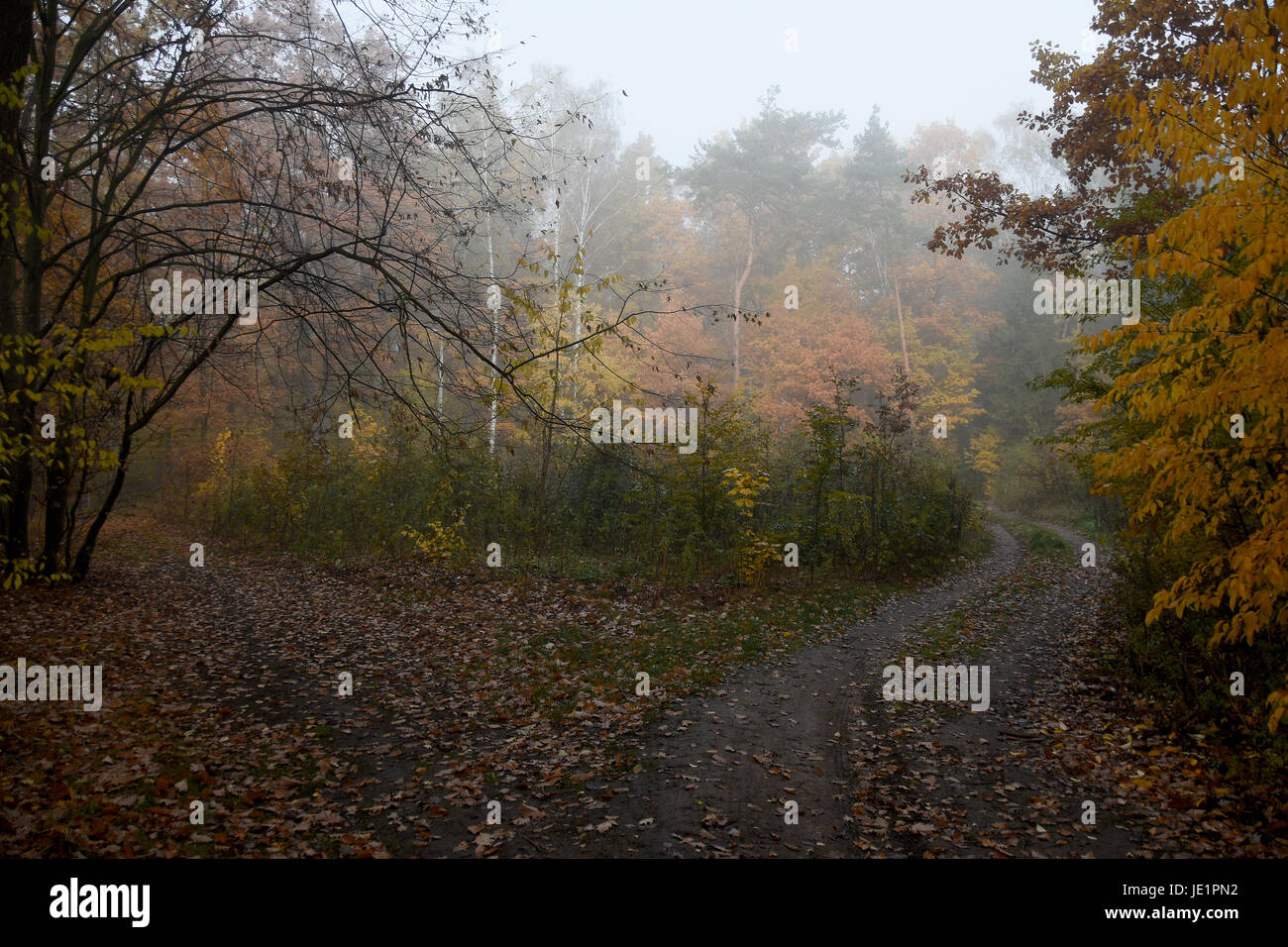 Golden autumn. Forest in the fog. Road covered with leaves Stock Photo ...