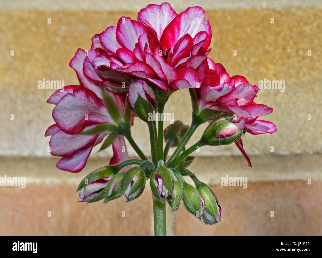 Variegated geranium hi-res stock photography and images - Alamy