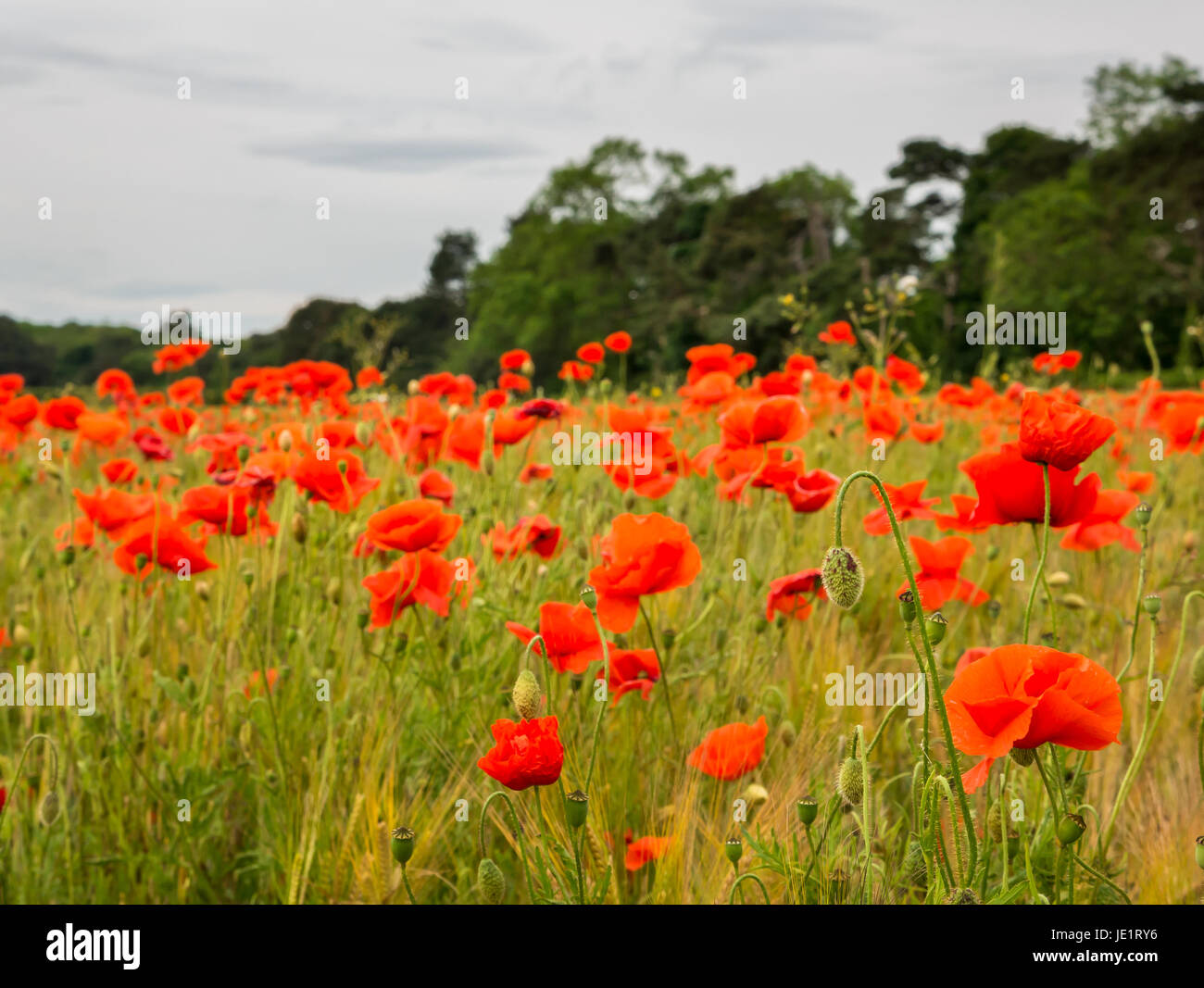 Summer field of red poppies growing in meadow field, East Lothian, Scotland, UK Stock Photo