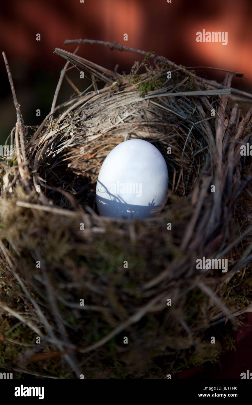 Detail of bird eggs in nest with blur background Stock Photo - Alamy