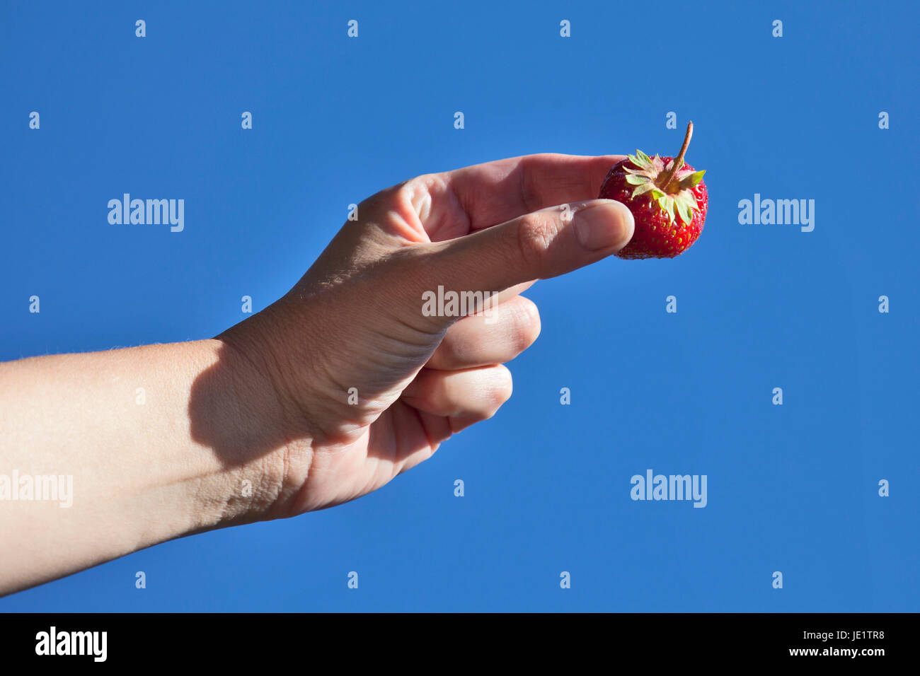 Hand holding a strawberry with blue sky background Stock Photo - Alamy