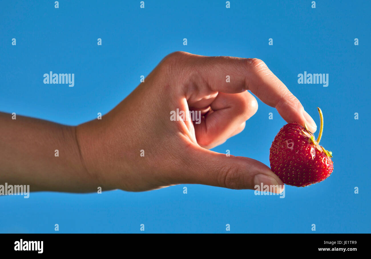 Hand holding a strawberry with blue sky background Stock Photo - Alamy