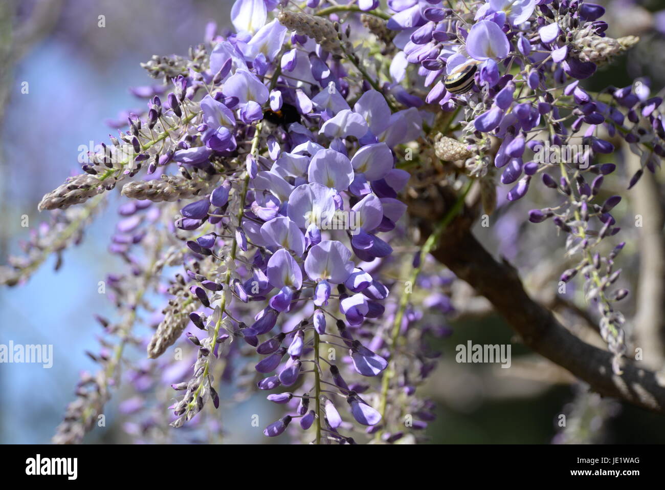 Glyzinie, blauregen, Wisterie, Wistarie, Glyzine, Glyzinien, wisteria,  blume, zierpflanze, blüte, blüten, kletterpflanze, blütenstand,  blütenstände, blau, violett Stock Photo - Alamy
