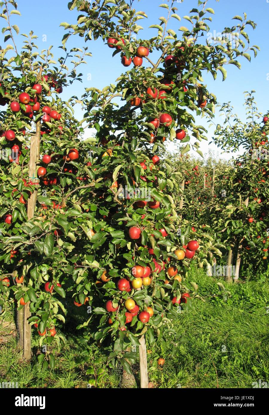 Apfelbäume hi-res stock photography and images - Alamy