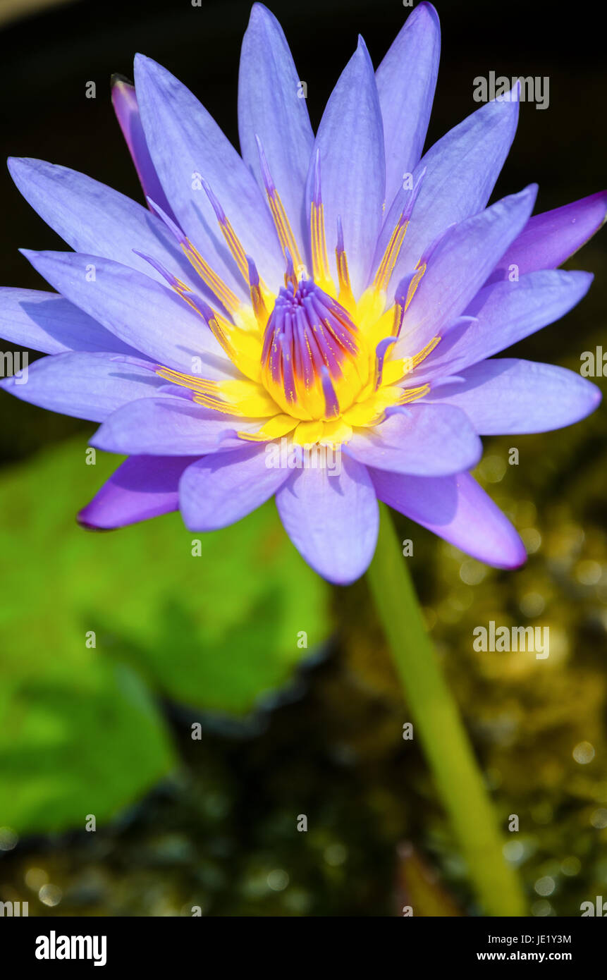 Lotus or Water Lily ( Nymphaea Nouchali ) Beautiful purple flower in Thailand Stock Photo