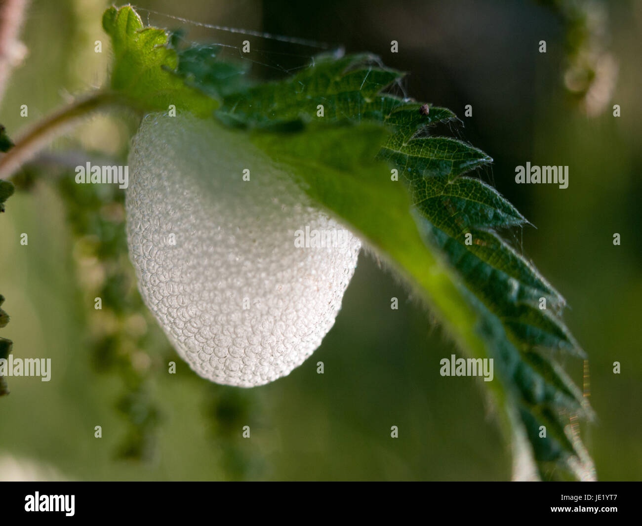 Eggs under a leaf hires stock photography and images Alamy