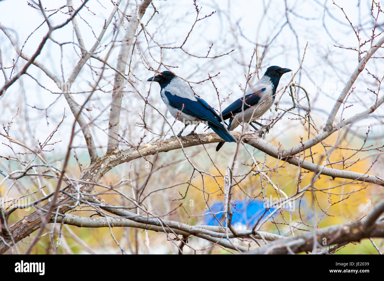 Hooded Crow (Corvus cornix). Most common Hooded Crow. It is larger in ...