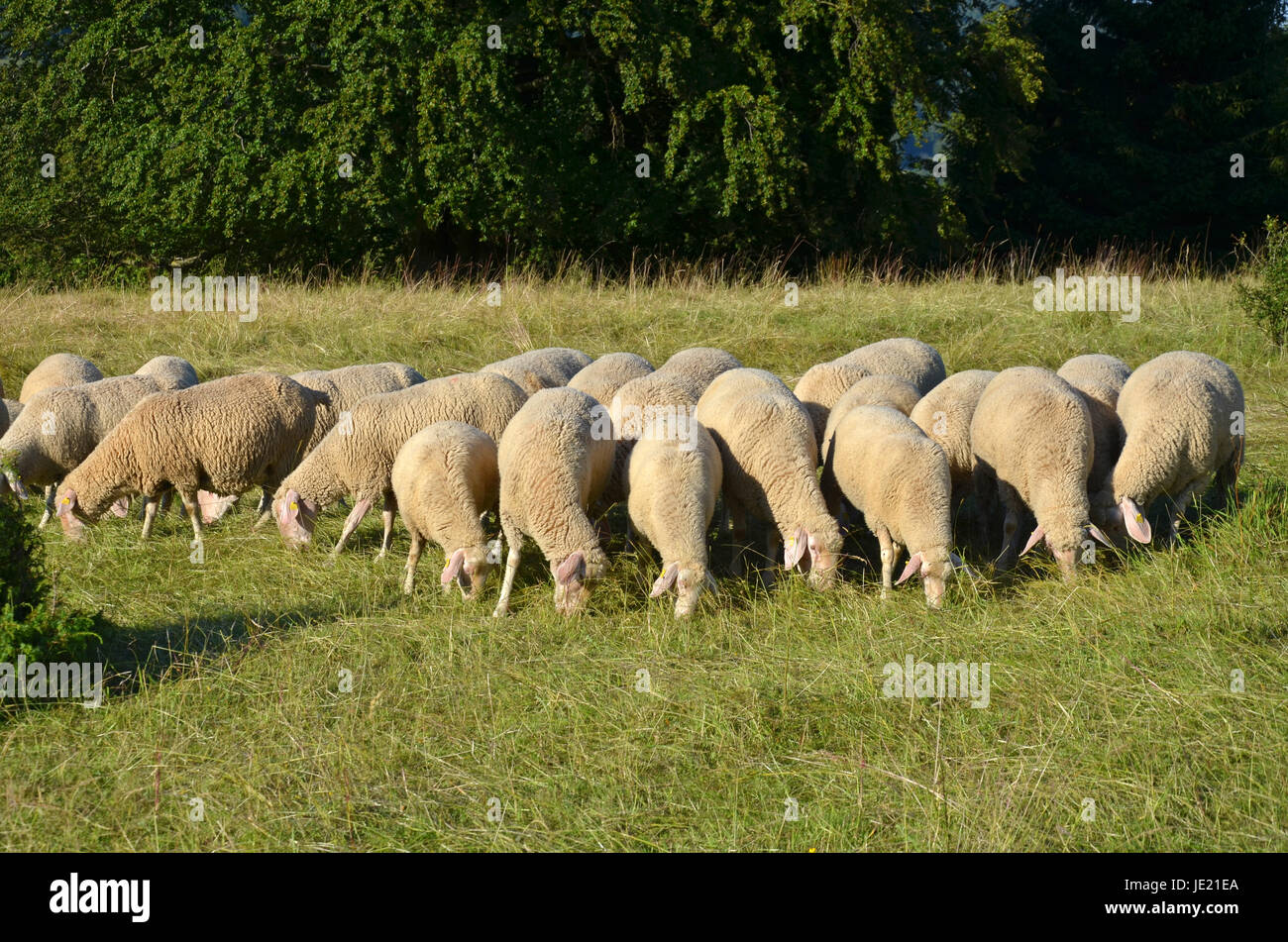 flock of sheep in the rhön Stock Photo Alamy