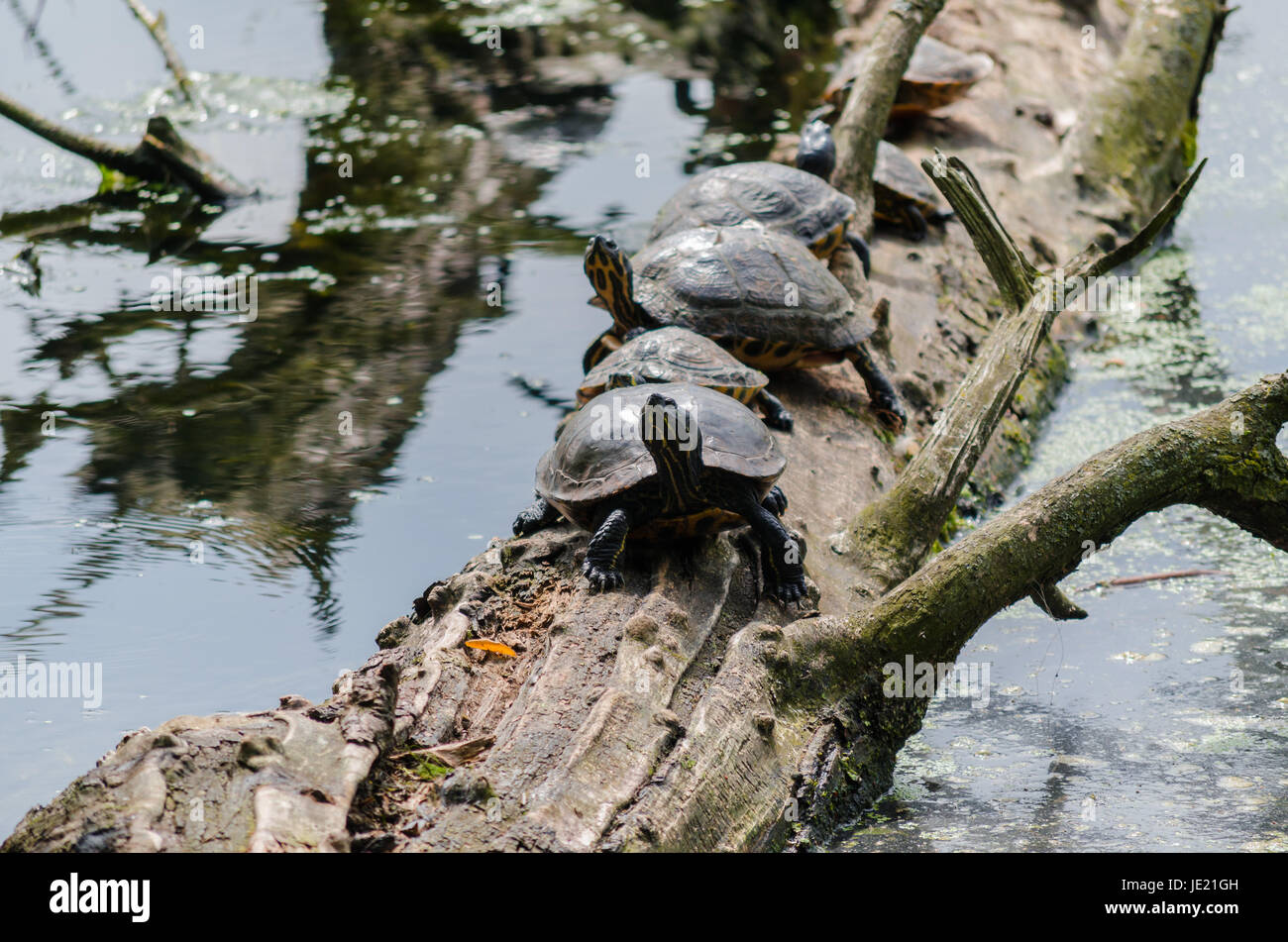 Vier Gelbwangen-Schmuckschildkröten auf einem Baumstamm Stock Photo