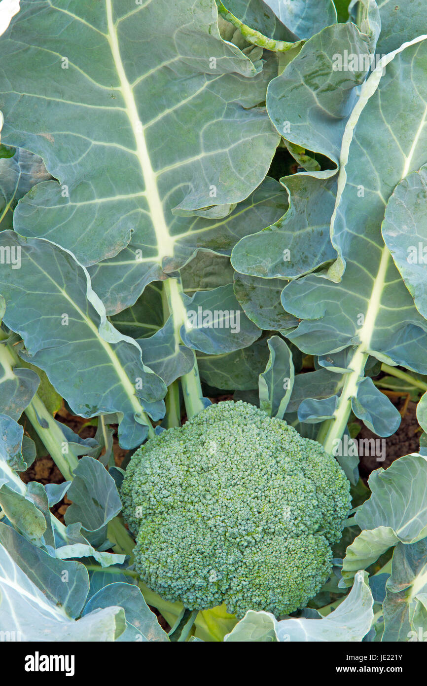 Broccolie Stock Photo