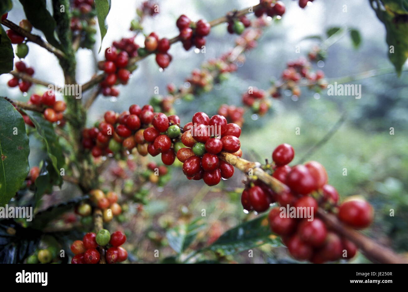 The coffee Plantations in the Hills of Copan in Honduras in Central
