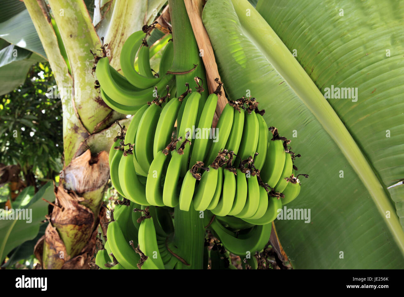 Kochbananen hi-res stock photography and images - Alamy