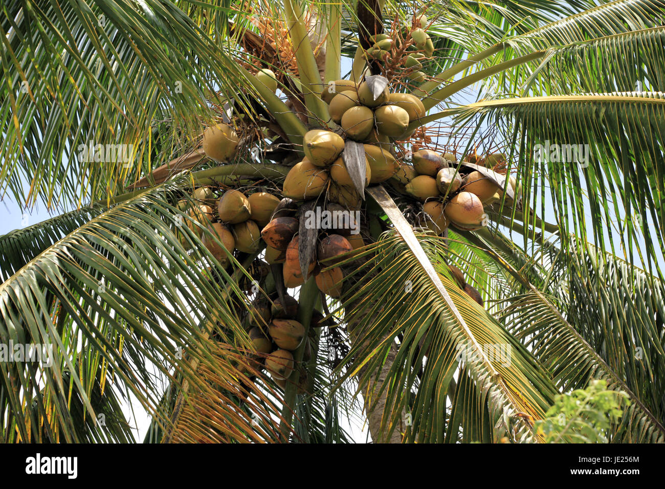 Hängende Kokosnüsse Stock Photo