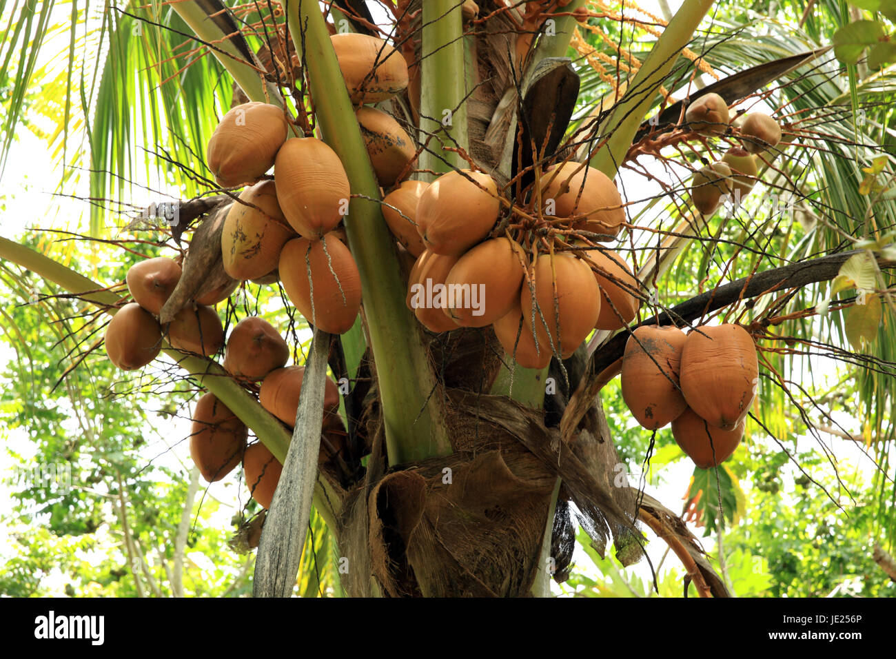 Kokosnüsse Stock Photo
