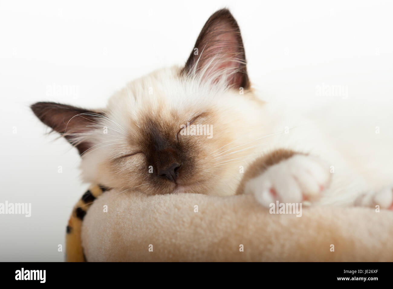 A seal point Birman cat, 4 month old kitten, male is sleeping Stock