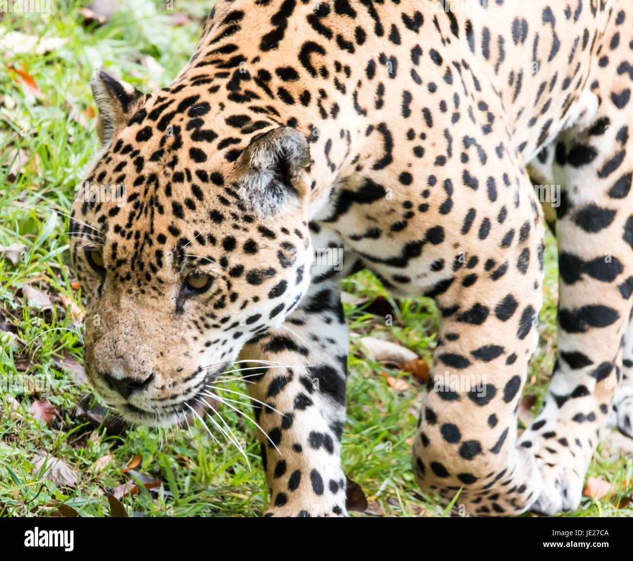 jaguar in the wild Stock Photo - Alamy