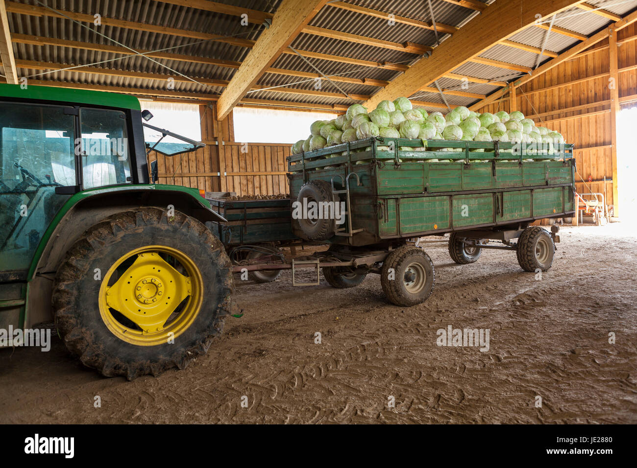 Frisch geerntete Kartoffeln und Kohl auf einem Anhänger in einer Scheune auf einem Bauernhof Stock Photo