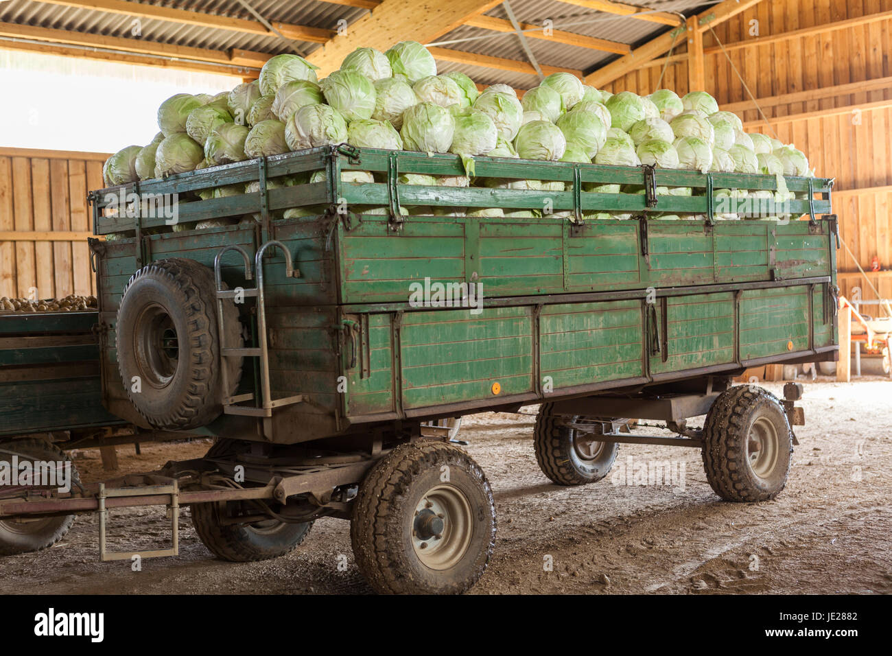 Frisch geerntete Kartoffeln und Kohl auf einem Anhänger in einer Scheune auf einem Bauernhof Stock Photo