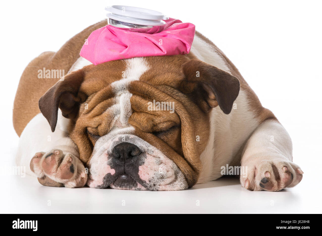 english bulldog puppy with pink water bottle on head on white background Stock Photo