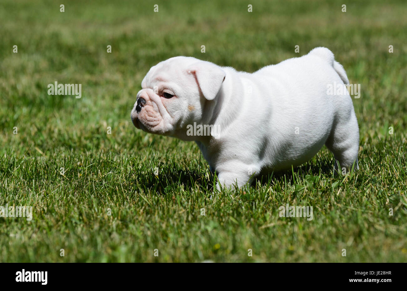 cute english bulldog puppy in the grass Stock Photo