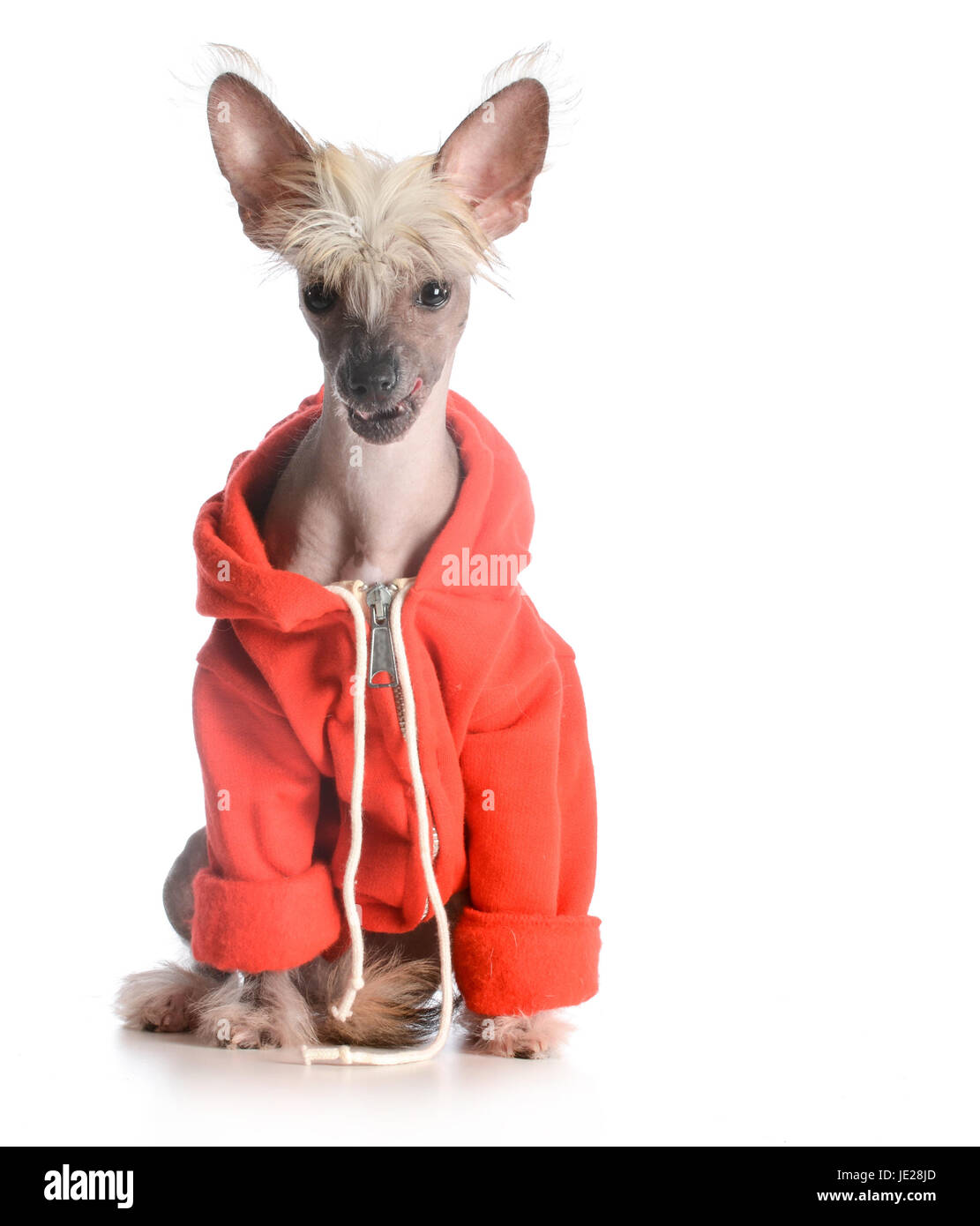 Do Dogs Like To Wear Sweaters