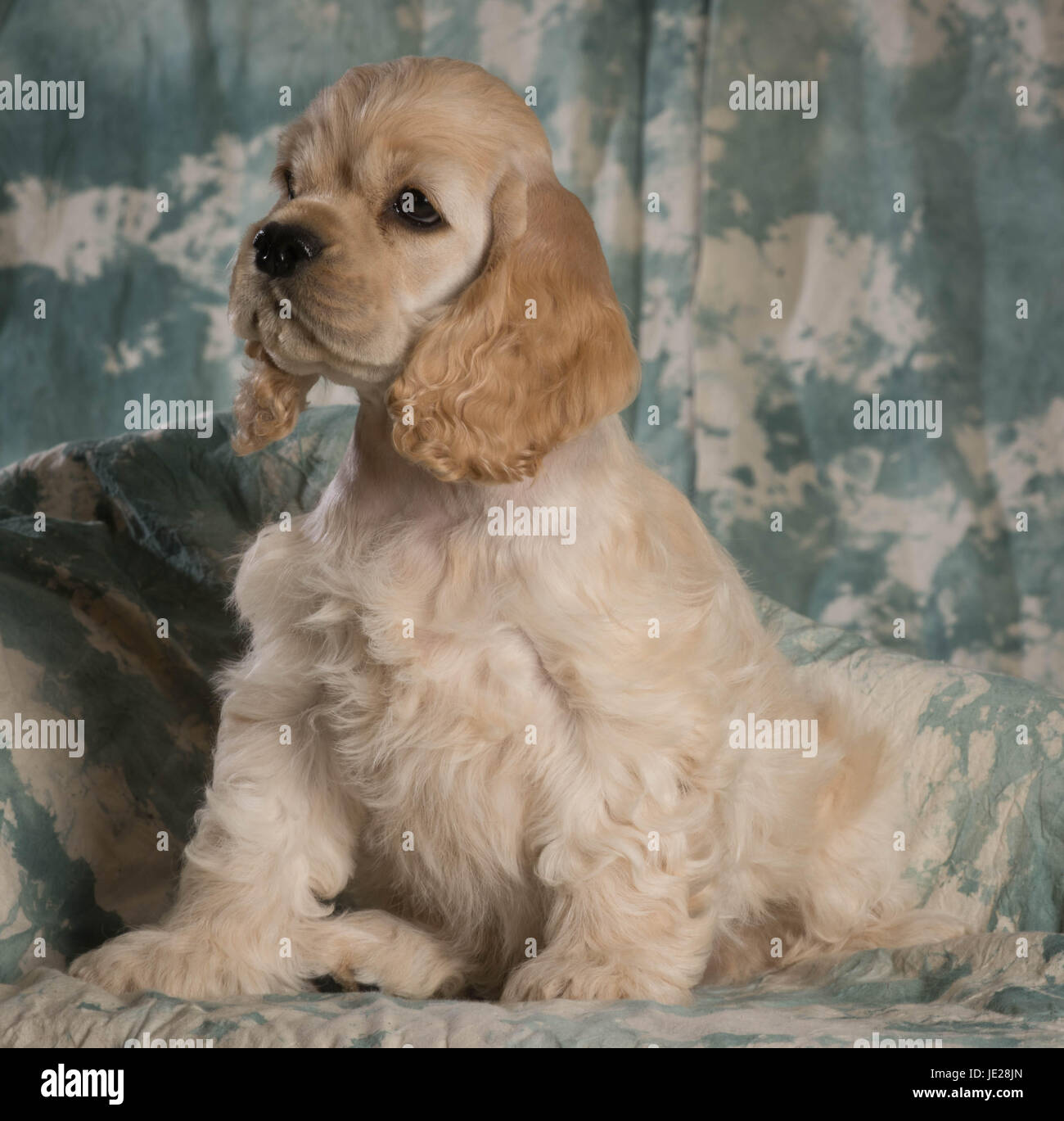 Cute American Cocker Spaniel Puppy Sitting On Green Backdrop Stock Photo Alamy Cute American Cocker Spaniel Puppy Sitting On Green Backdrop Stock Photo Alamy