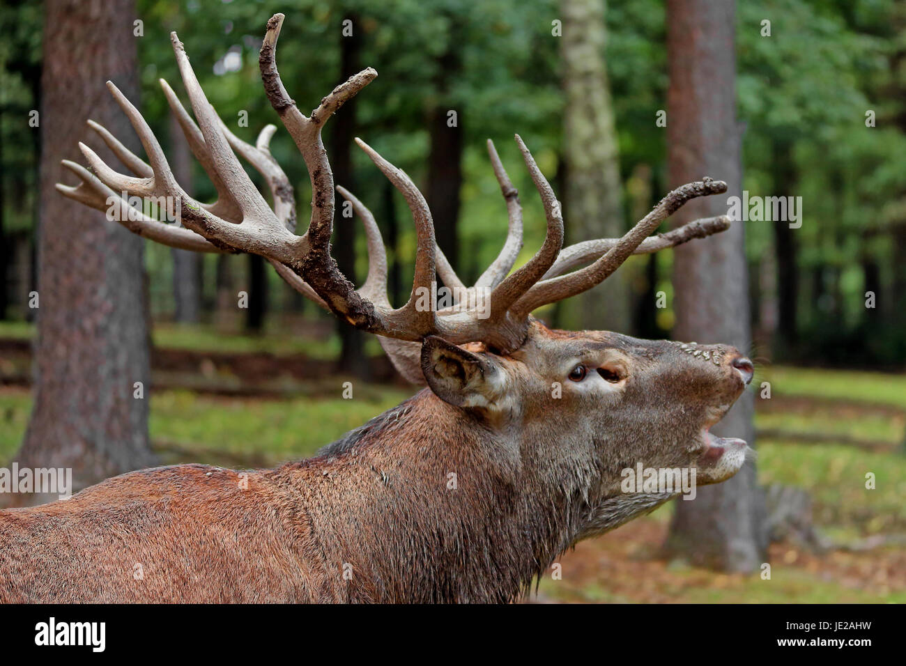 red roving Stock Photo