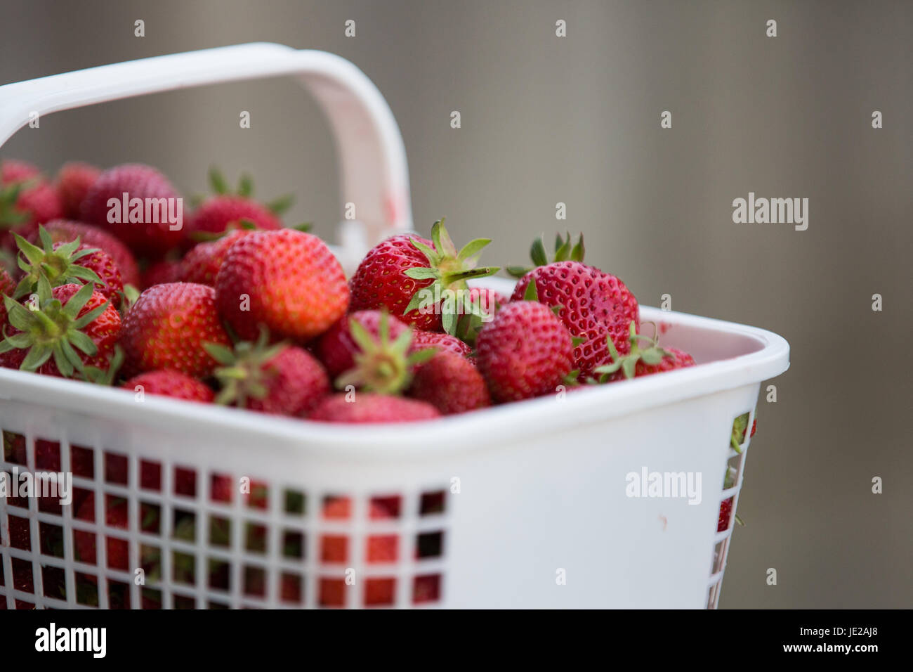 Fresh Canadian strawberries pictured in Kingston, Ont., on June 20