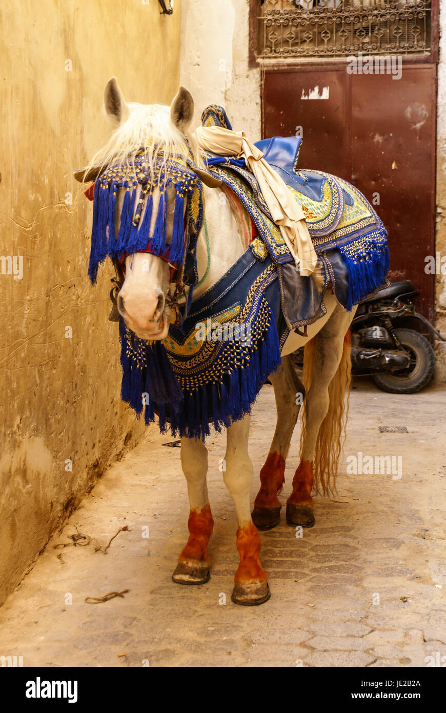Arab horse with decorated military bridle and headband Stock Photo Alamy