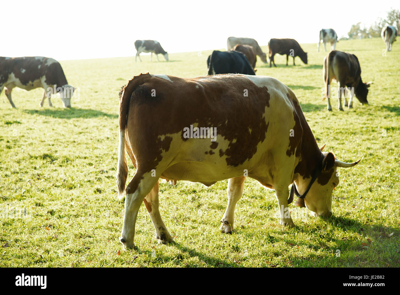 10 fressende Kühe im spätsommerlichen Gegenlicht au einer Futterwiese im Schwarzwald Stock Photo