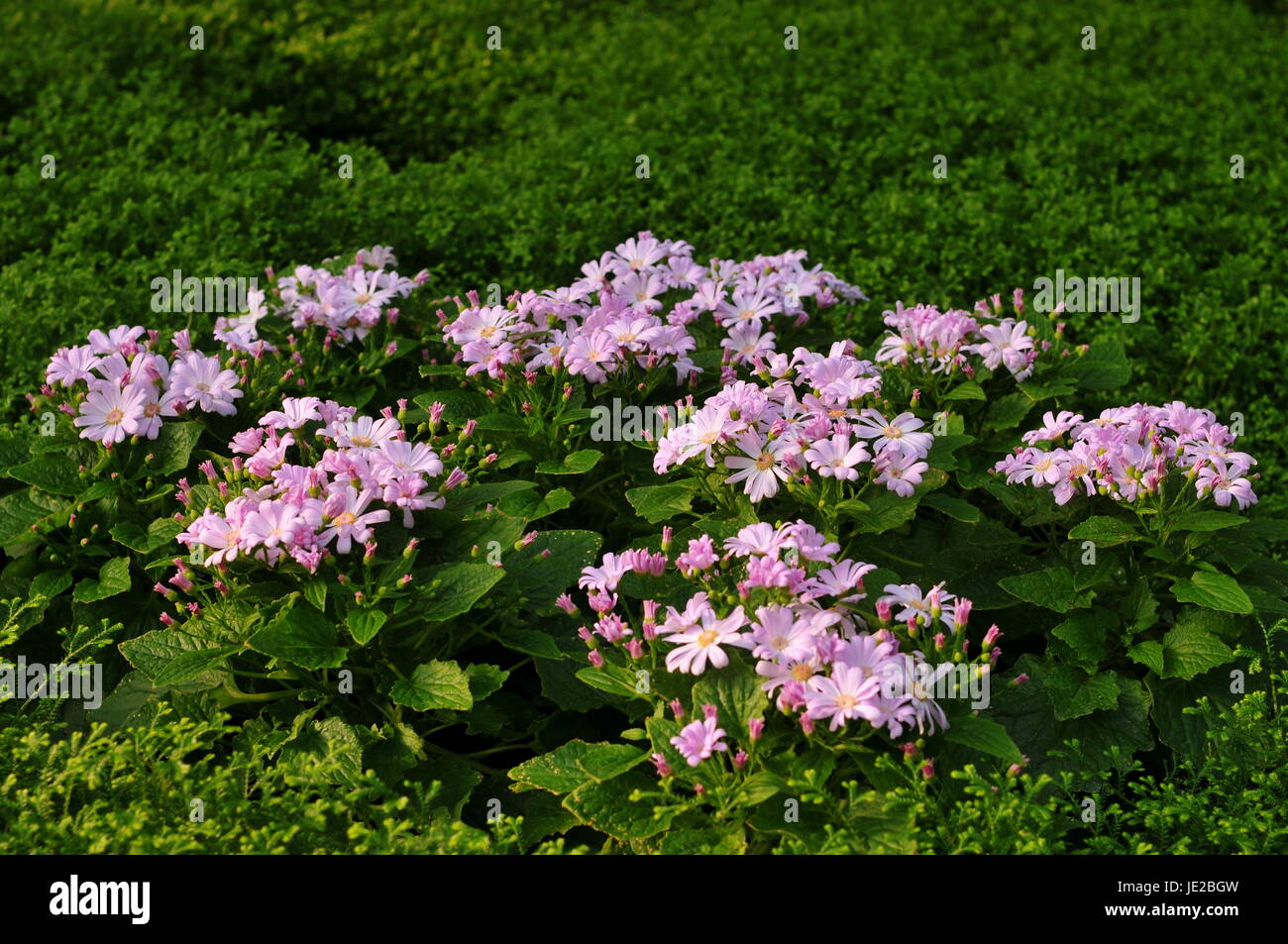 flower meadow Stock Photo