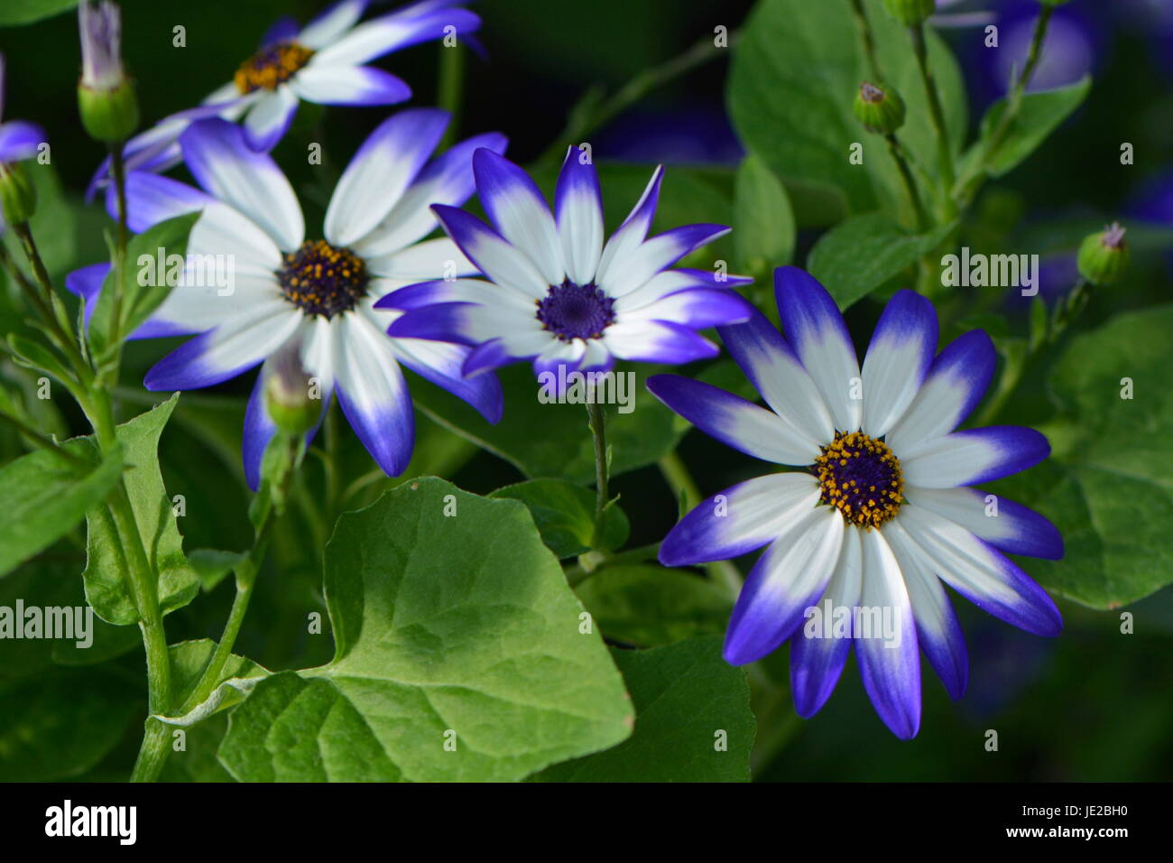 blooms in blue and white Stock Photo