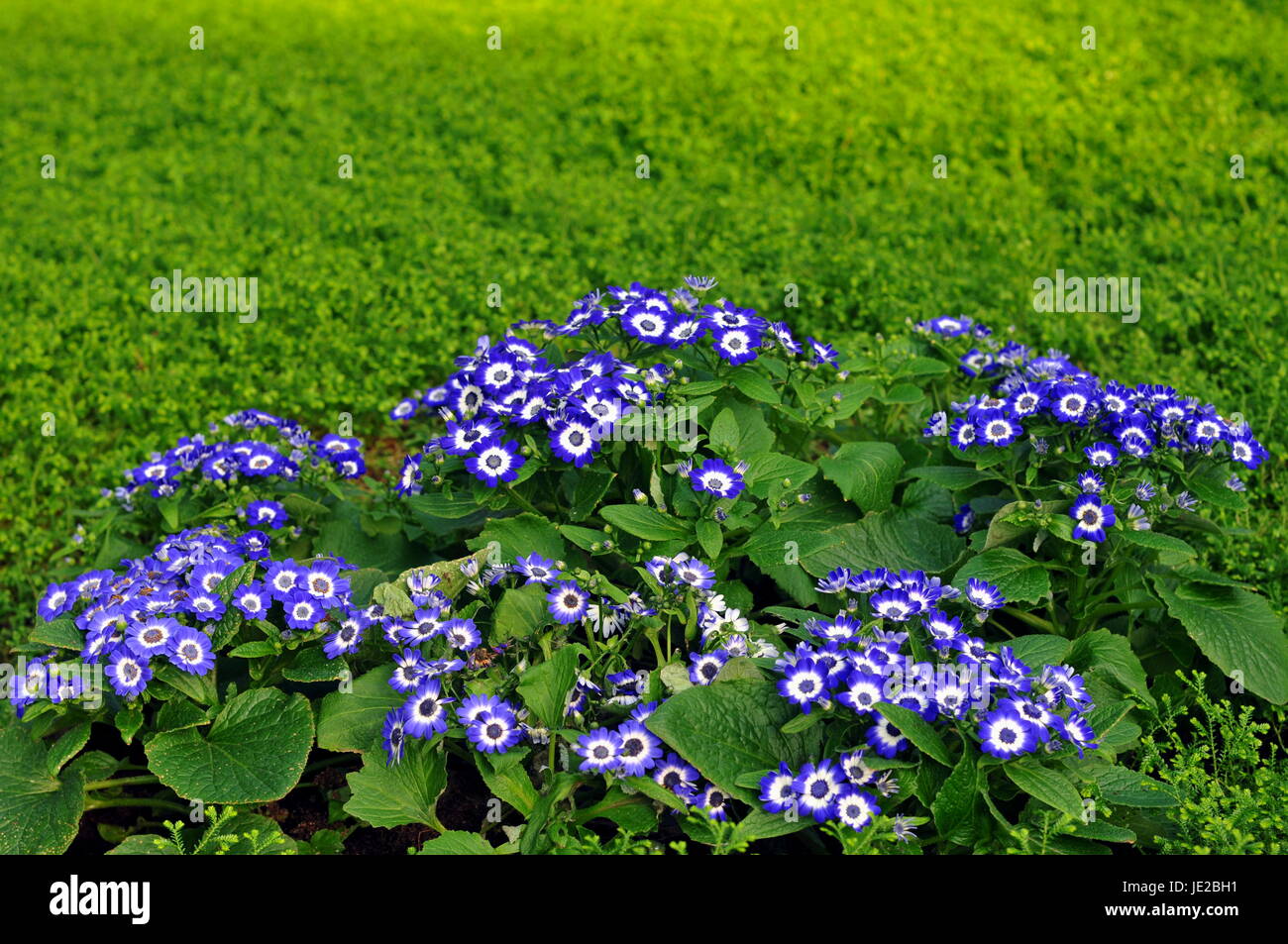 blooms in blue Stock Photo