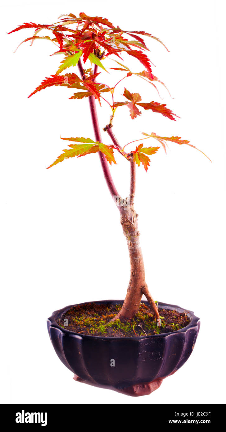 Bonsai Acer Palmatum isolated over white background Stock Photo - Alamy