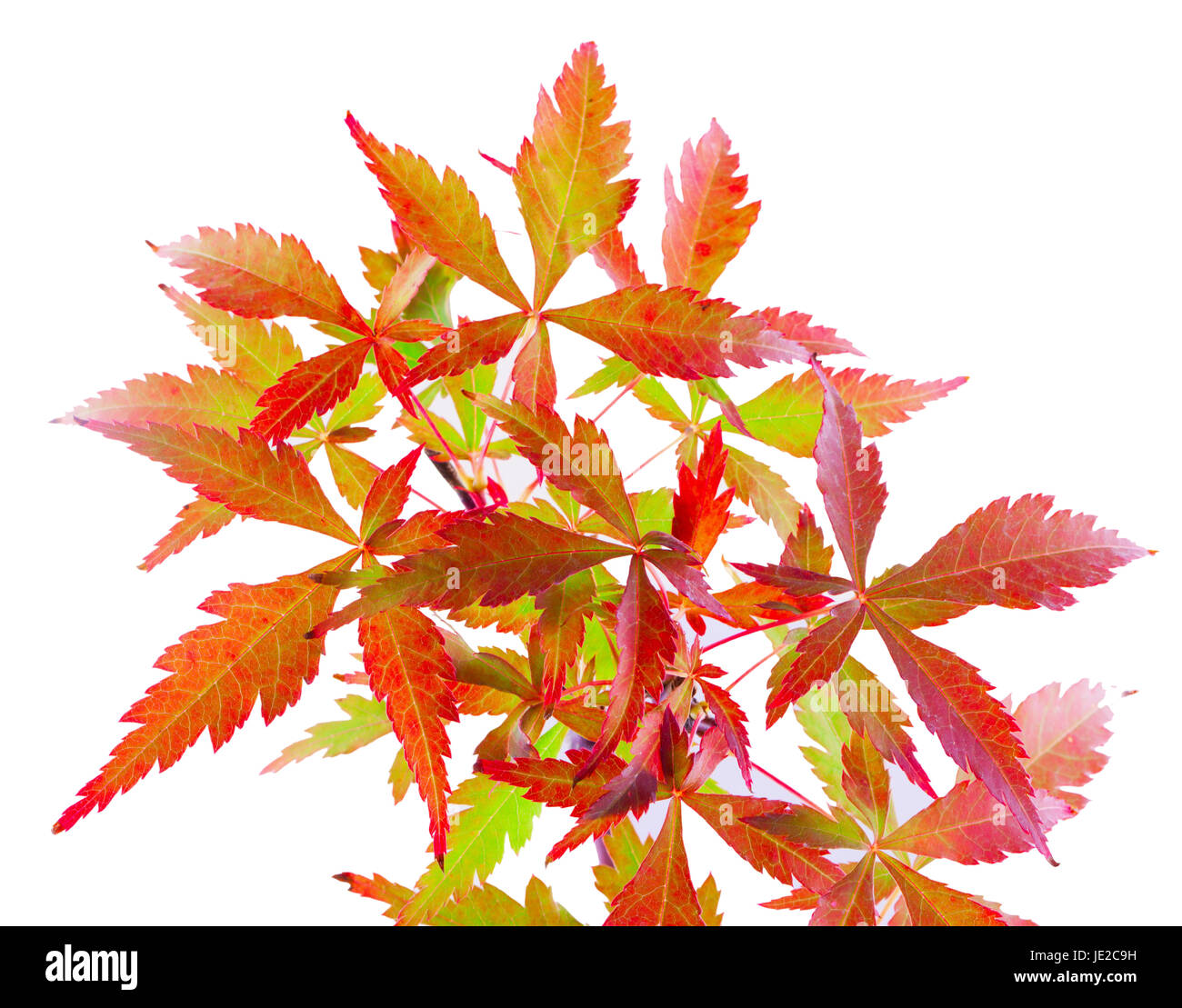 Leaves of Acer Palmatum over white background Stock Photo - Alamy