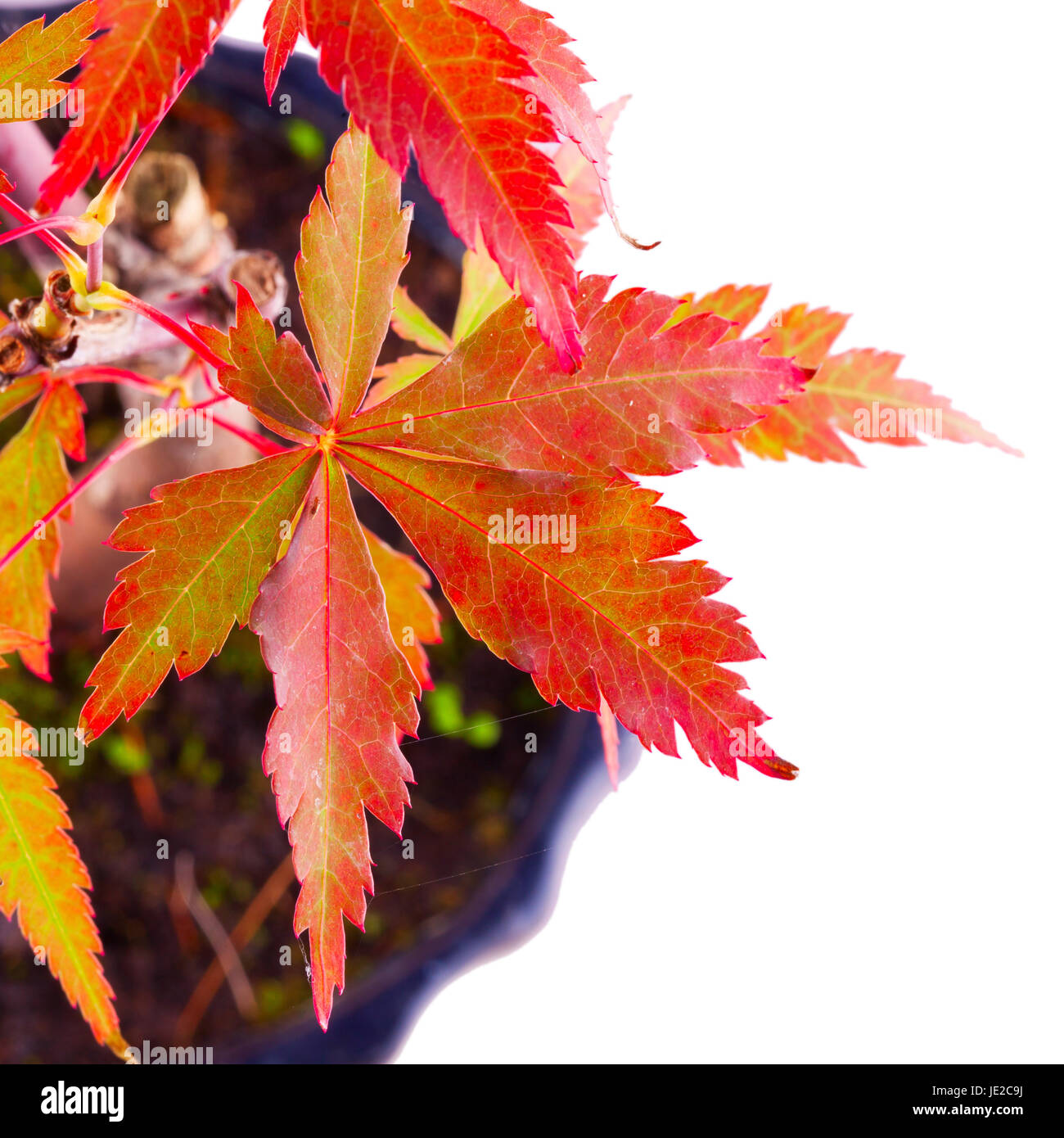Leaves of Acer Palmatum over white background Stock Photo - Alamy