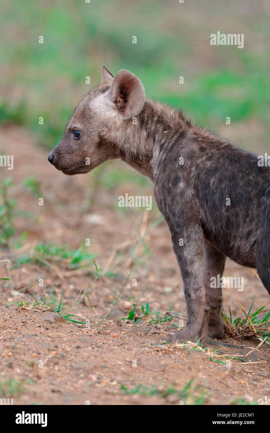 Spotted hyena or Laughing hyena (Crocuta crocuta), male baby animal  standing, attentive, Kruger National Park, South Africa Stock Photo - Alamy