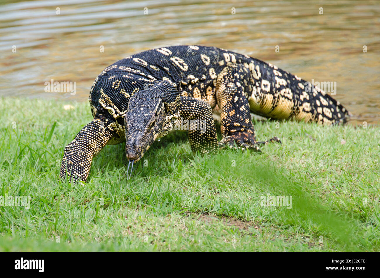 Asian water monitor (Varanus salvator) commonly found roaming free in public park Stock Photo